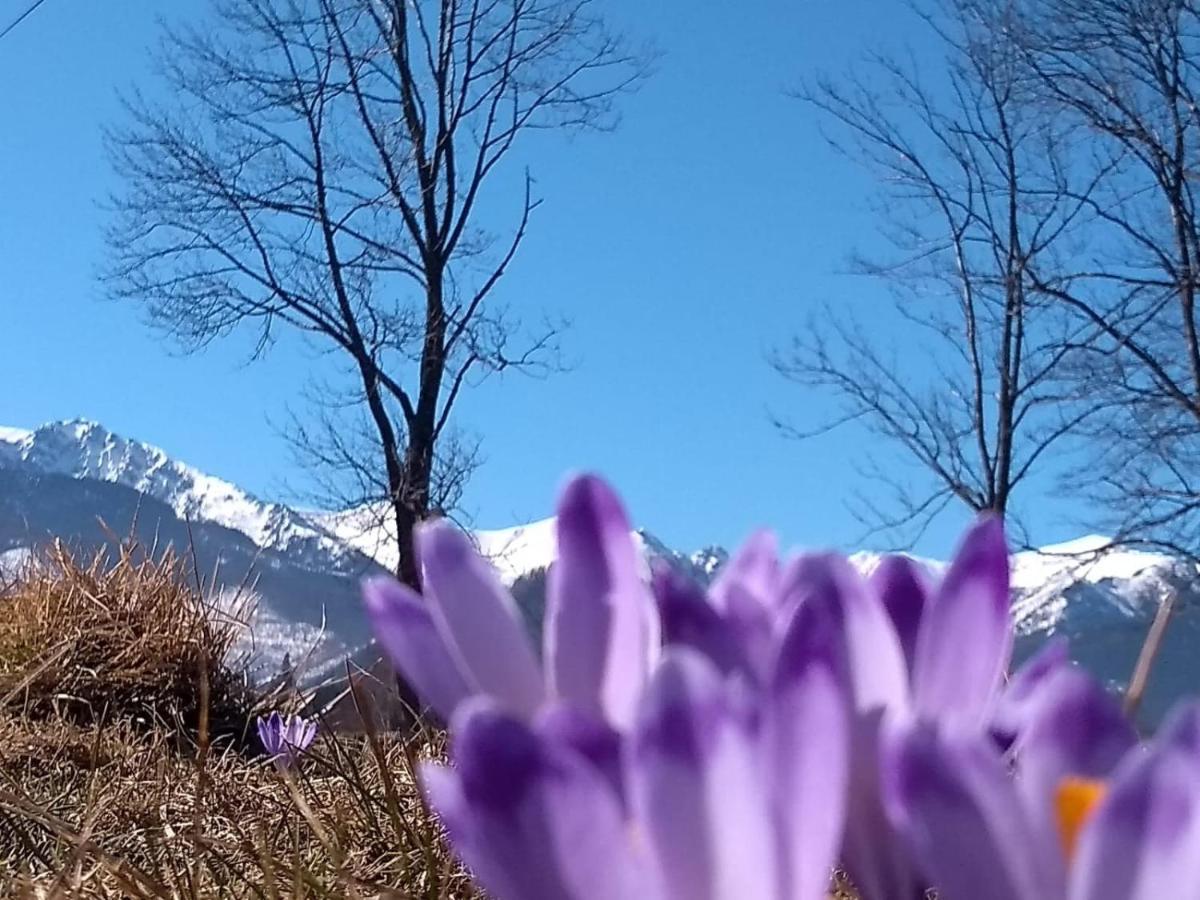 Apartament Akuratny Zakopane Buitenkant foto